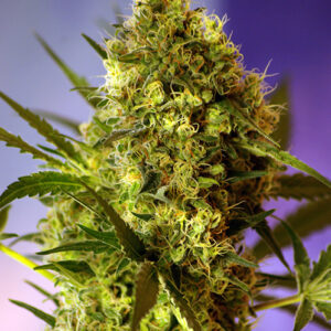 Big Devil Auto Feminised Seeds - 5