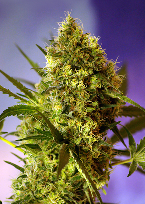 Big Devil Auto Feminised Seeds - 5
