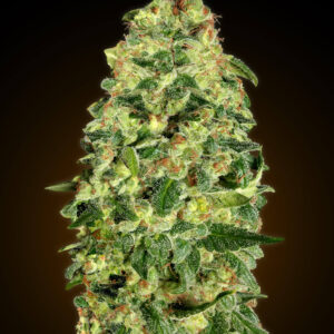 California Kush Auto Feminised Seeds - 5
