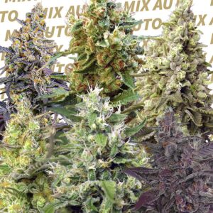 Sweet Mix Auto Feminised Seeds - 10