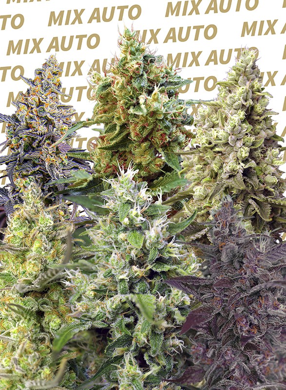 Sweet Mix Auto Feminised Seeds - 10