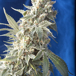 AK47 Feminised Seeds - 6