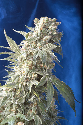 AK47 Feminised Seeds - 6