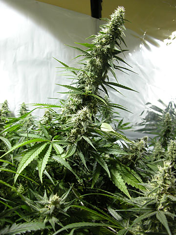 White Russian Feminised Seeds - 6