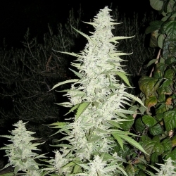 Maroc Feminised Seeds - 10
