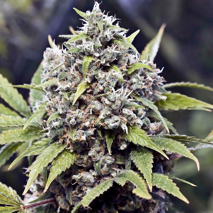 Pure AK Feminised Seeds - 10