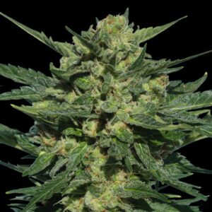 White Russian Auto Feminised Seeds - 6