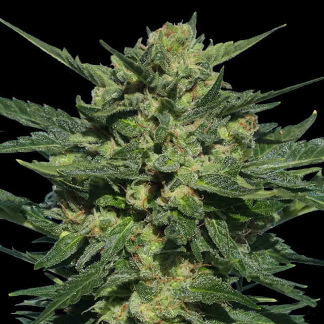 White Russian Auto Feminised Seeds - 6