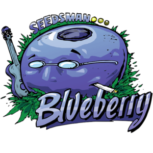 Blueberry Feminised Seeds - 3