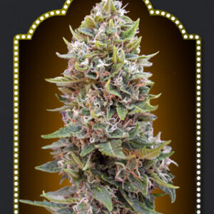 Cheese Berry Auto Feminised Seeds - 5