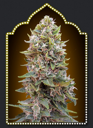 Cheese Berry Auto Feminised Seeds - 5