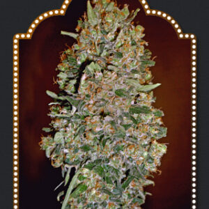 Chocolate Skunk Auto Feminised Seeds - 5