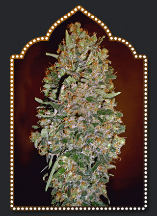 Chocolate Skunk Auto Feminised Seeds - 5