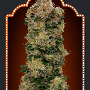 Sweet Soma Auto Feminised Seeds - 5