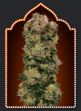 Sweet Soma Auto Feminised Seeds - 5