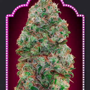 Bubble Gum Feminised Seeds - 5