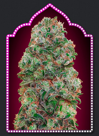 Bubble Gum Feminised Seeds - 5