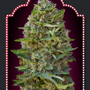 Caramel Kush Feminised Seeds - 5