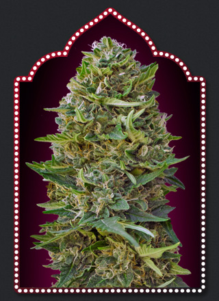 Caramel Kush Feminised Seeds - 5