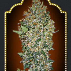Cheese Berry Feminised Seeds - 5