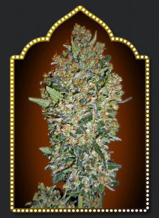 Cheese Berry Feminised Seeds - 5