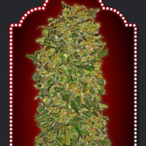 Chocolate Kush Feminised Seeds - 5