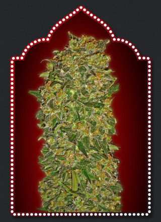 Chocolate Kush Feminised Seeds - 5