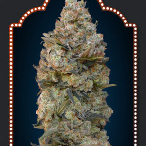 Chocolate Skunk Feminised Seeds - 5