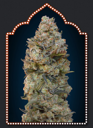 Chocolate Skunk Feminised Seeds - 5