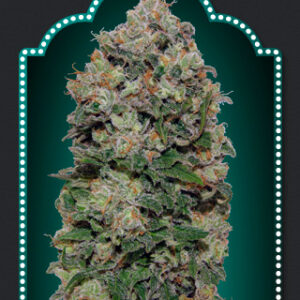 Northern Lights Feminised Seeds - 5
