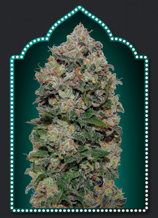 Northern Lights Feminised Seeds - 5