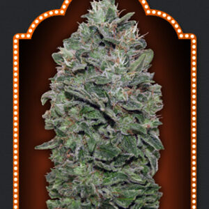 Sweet Soma Feminised Seeds - 5