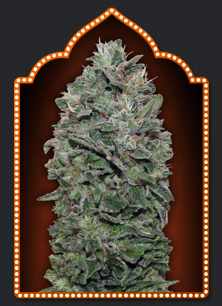 Sweet Soma Feminised Seeds - 5