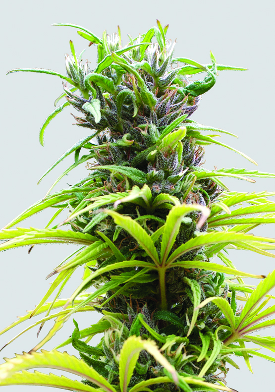 Hawaii Maui Waui Regular Seeds - 10