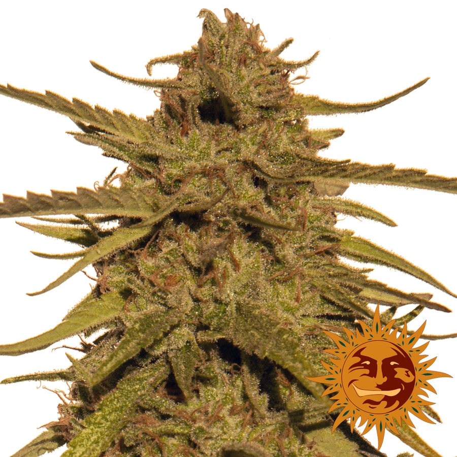 Pineapple Haze Regular Seeds - 10