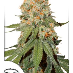Orange Bud Regular Seeds - 10