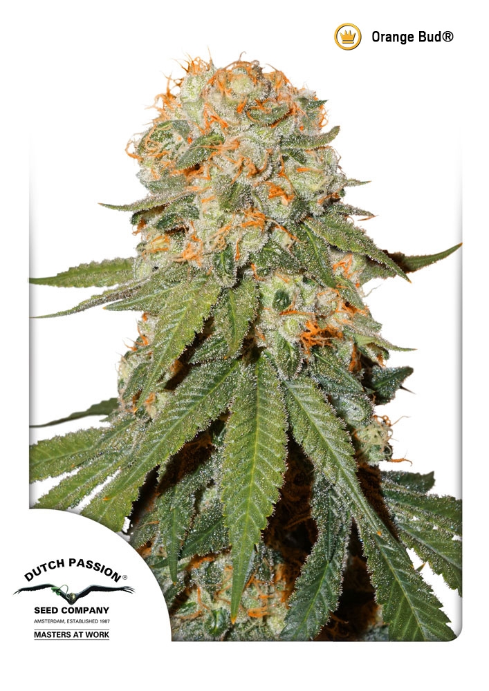 Orange Bud Regular Seeds - 10