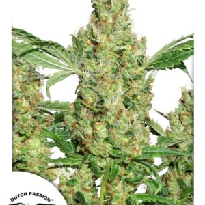 Power Plant Regular Seeds - 10