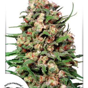 Skunk #1 Regular Seeds - 10