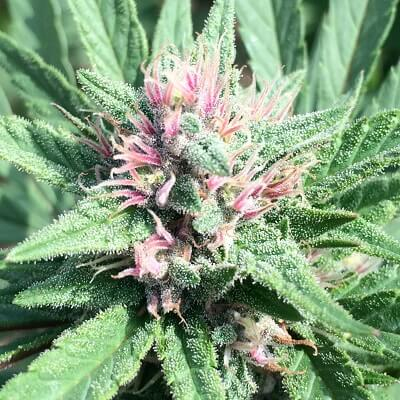 ErdPurt x PCK Regular Seeds - 10