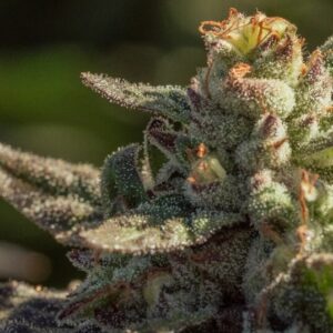 Fuegisima Fast Feminised Seeds - 5