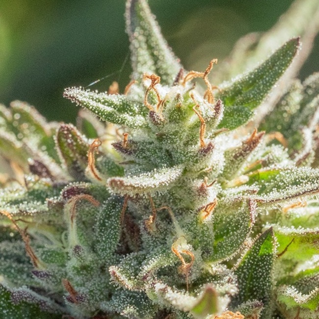 Mythic Cheetah Fast Feminised Seeds - 5