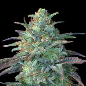 Eggnog OG Feminised Seeds - 5