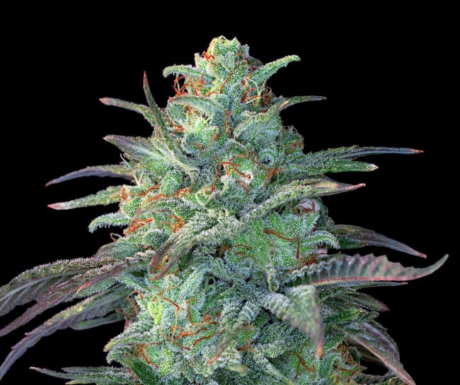 Eggnog OG Feminised Seeds - 5