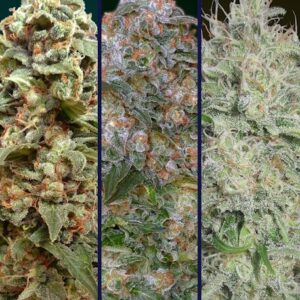 Collection #10 Feminised Seeds - 6