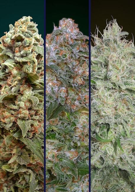 Collection #10 Feminised Seeds - 6