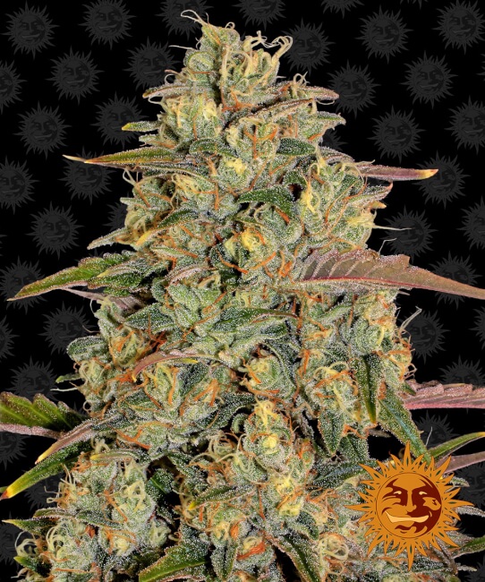 Amnesia Lemon Feminised Seeds - 1