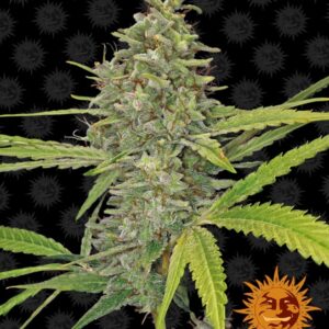 G13 Haze Feminised Seeds - 1