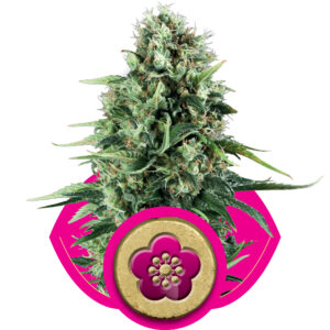 Power Flower Feminised Seeds - 10