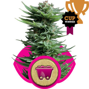 Shining Silver Haze Feminised Seeds - 10